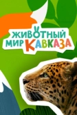 Животный мир Кавказа (2022)